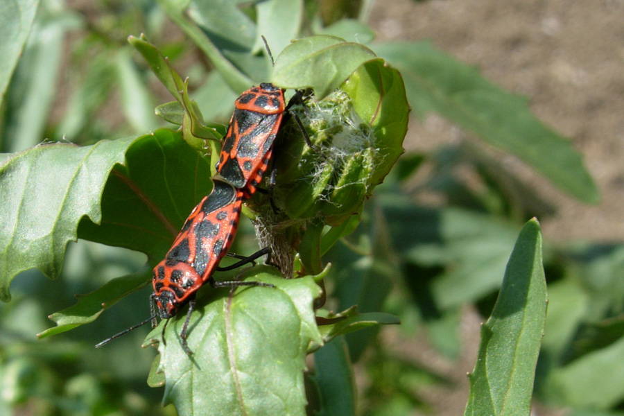 Eurydema ornata e E. ventralis